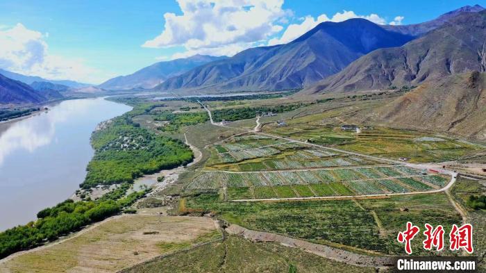 圖為桑日縣葡萄種植基地?！∩侥仙Ｈ湛h委宣傳部提供
