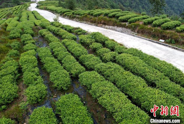 圖為西藏林芝市墨脫縣背崩鄉(xiāng)格林村山頂?shù)木坝^茶園。(無(wú)人機(jī)照片) 李林 攝