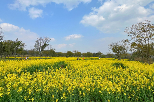 每到油菜花季，就有市民相約到重慶廣陽島上踏青賞花。鄒樂攝