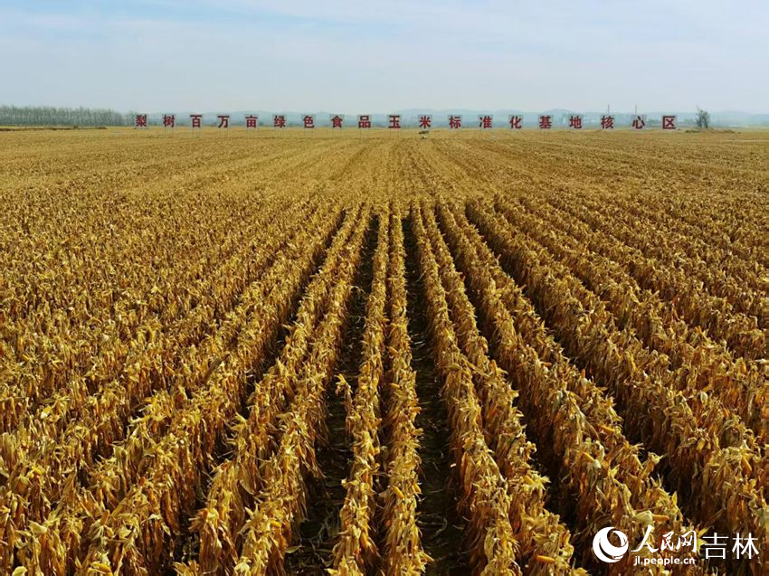 吉林黑土地上糧滿倉(cāng)（資料圖片）。人民網(wǎng)記者 王海躍攝