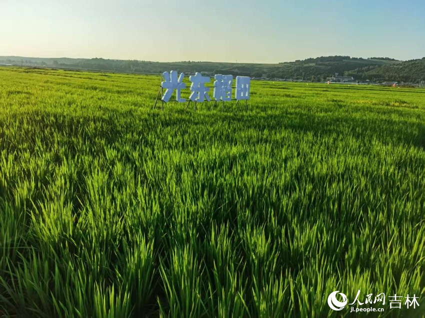光東村稻田風(fēng)景美如畫（資料圖片）。人民網(wǎng)記者 王海躍攝