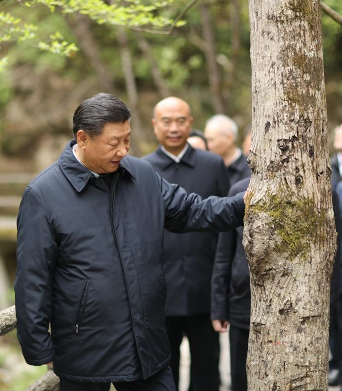 2020年4月20日，中共中央總書記、國(guó)家主席、中央軍委主席習(xí)近平在陜西考察調(diào)研。這是習(xí)近平在位于商洛市柞水縣的秦嶺牛背梁國(guó)家級(jí)自然保護(hù)區(qū)，考察秦嶺生態(tài)保護(hù)情況。 新華社記者 鞠鵬 攝