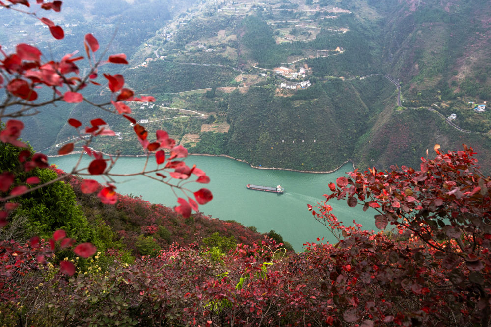 船舶行駛在紅葉掩映下的長江三峽重慶市巫山縣水域（2023年11月30日攝）。新華社記者 肖藝九 攝