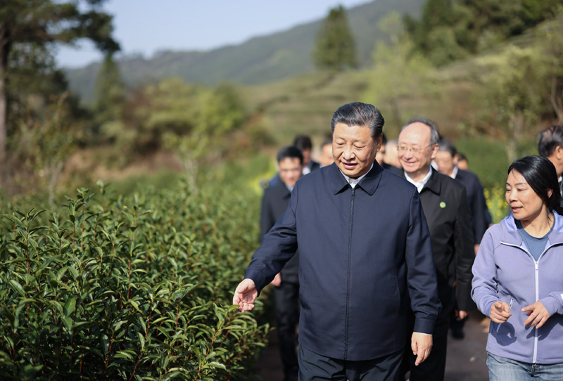 2021年3月22日下午，習(xí)近平在福建省南平市武夷山市星村鎮(zhèn)燕子窠生態(tài)茶園，察看春茶長勢，了解當(dāng)?shù)夭璁a(chǎn)業(yè)發(fā)展情況。