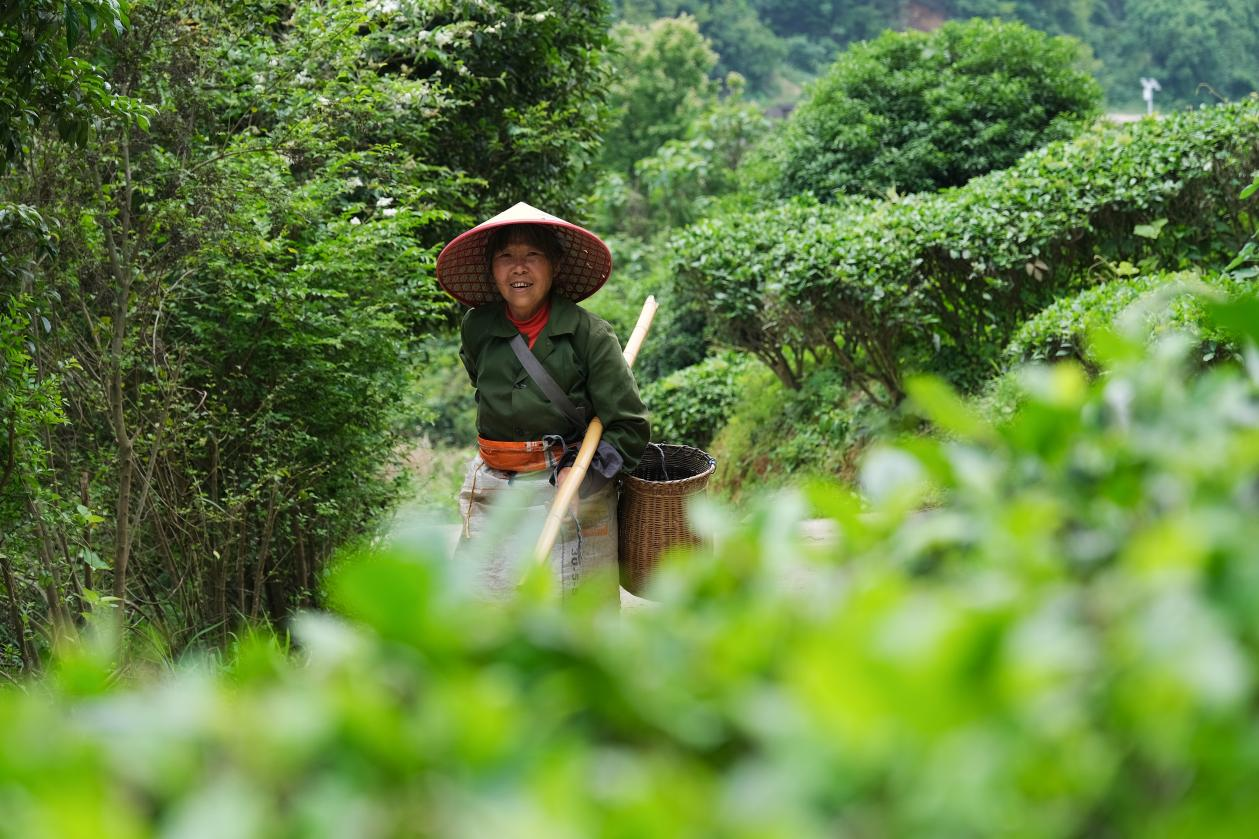 2024年4月24日，湖南省衡陽市耒陽市龍?zhí)伶?zhèn)江頭貢茶葉種植專業(yè)合作社，村民在茶山采摘茶葉，實現(xiàn)了家門口就業(yè)。