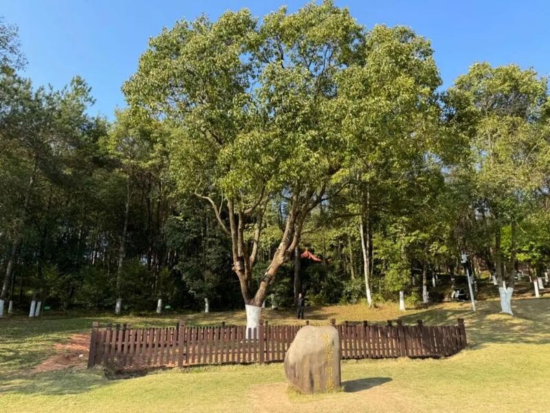 習(xí)近平同志為福建省長(zhǎng)汀縣水土保持科教園捐種的香樟樹。圖源：學(xué)習(xí)時(shí)報(bào)