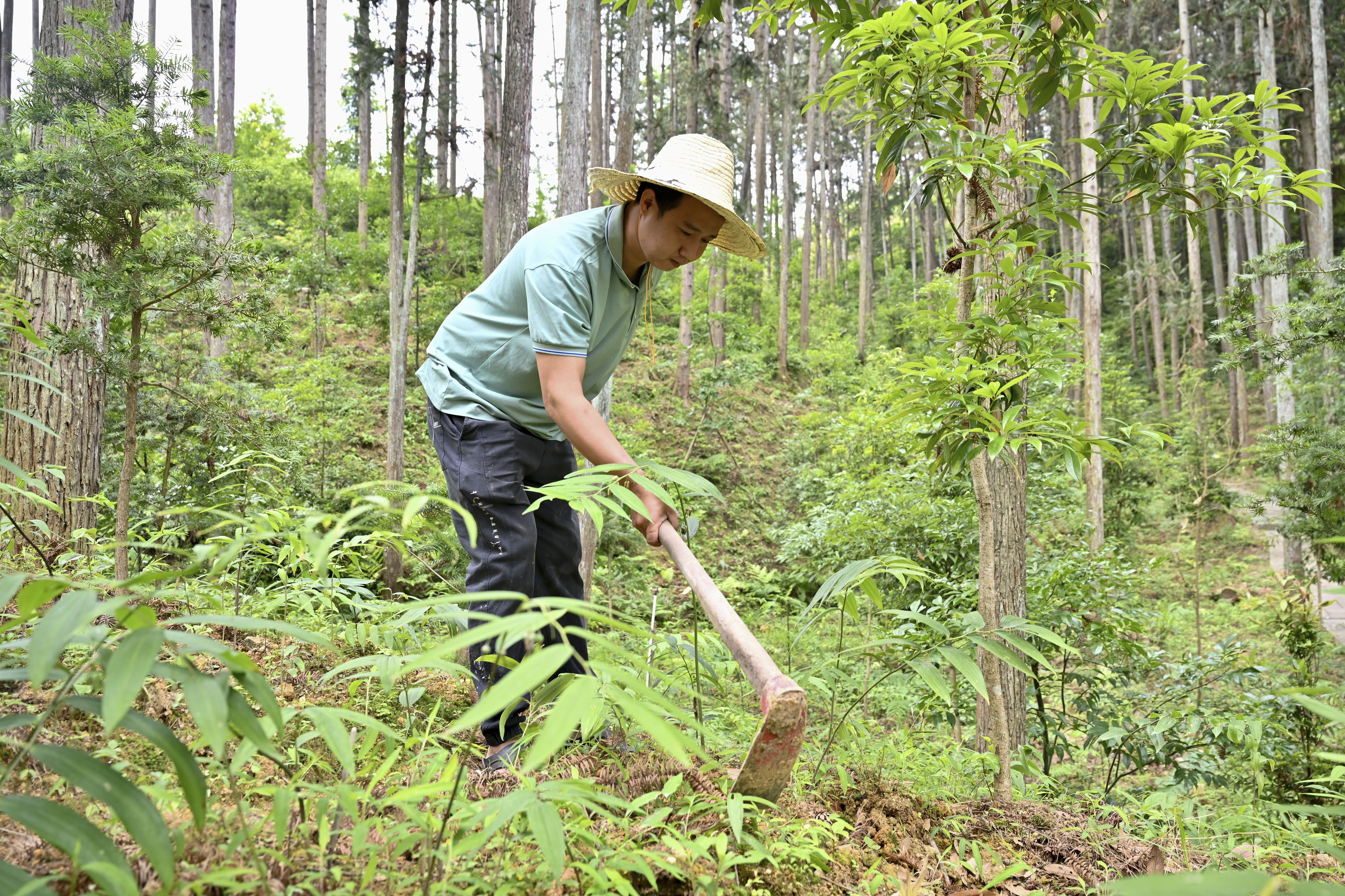 2024年5月9日，福建省三明市馬巖林下經(jīng)濟(jì)種植示范基地工人在管理林下種植的多花黃精。