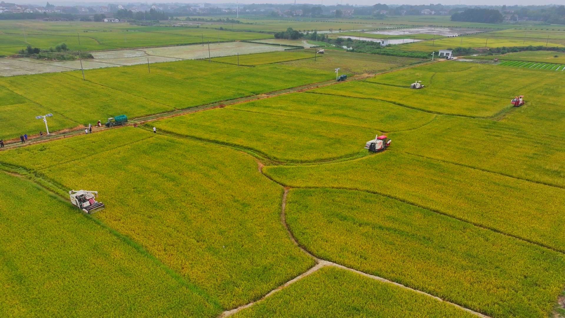 數(shù)臺(tái)收割機(jī)同時(shí)作業(yè)。常德市鼎城區(qū)融媒體中心供圖