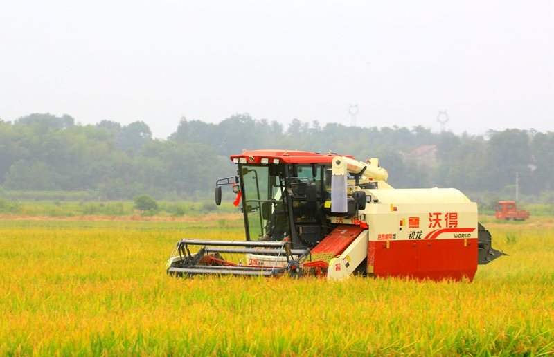 早稻收割忙，農(nóng)機(jī)來(lái)助力。常德市鼎城區(qū)融媒體中心供圖