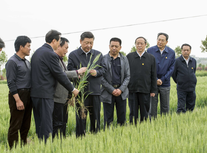 2016年4月25日下午，習(xí)近平在安徽滁州市鳳陽縣小崗村察看小麥長勢(shì)。左一為種糧大戶程夕兵。新華社記者 李學(xué)仁 攝