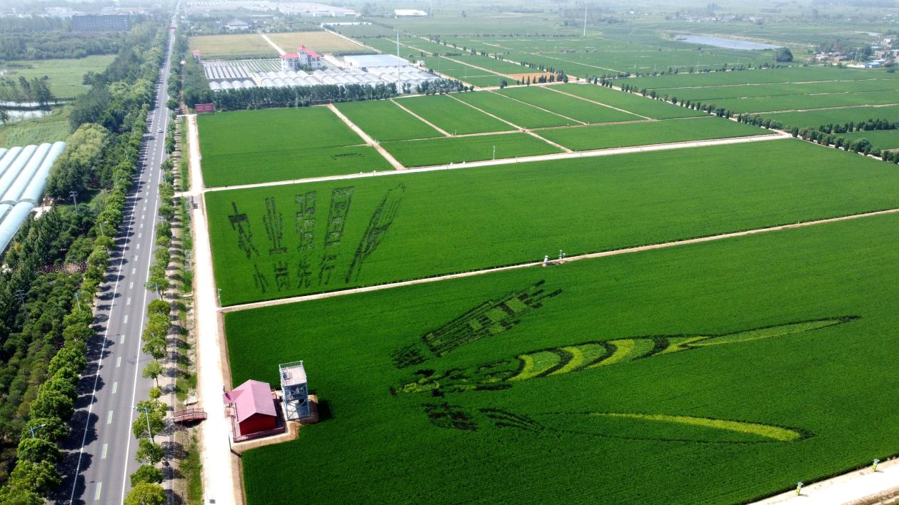 俯瞰小崗村高標(biāo)準(zhǔn)農(nóng)田。鳳陽縣委宣傳部供圖