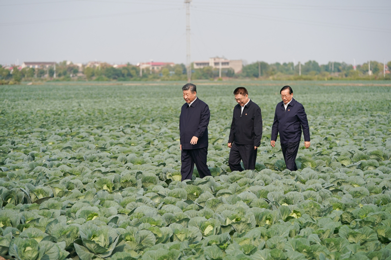 2024年11月5日，習(xí)近平總書記在湖北嘉魚潘家灣鎮(zhèn)十里蔬菜長廊考察。