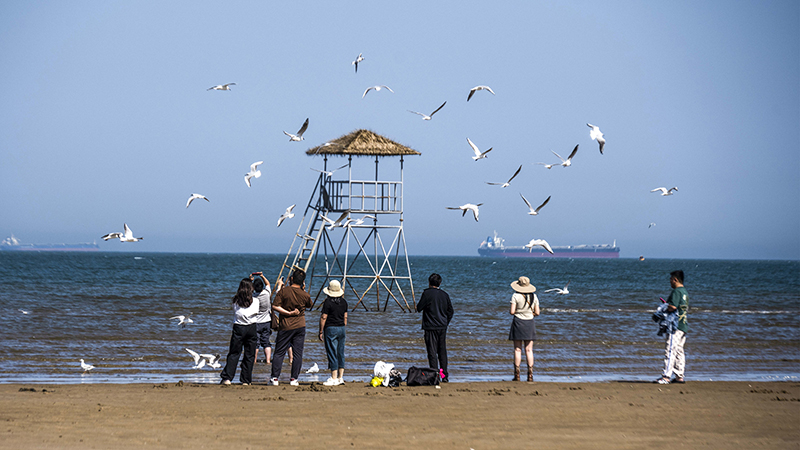 2024年5月12日，河北秦皇島，北戴河鴿子窩公園成群海鷗在天空中自由翱翔，與大海、藍(lán)天構(gòu)成了一幅美麗的畫卷。