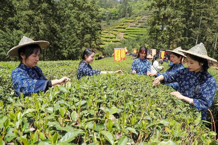 2025年4月13日，福建武夷山市星村鎮(zhèn)朝陽村茶農(nóng)在生態(tài)茶園展示采茶。新華社發(fā)（邱汝泉 攝）