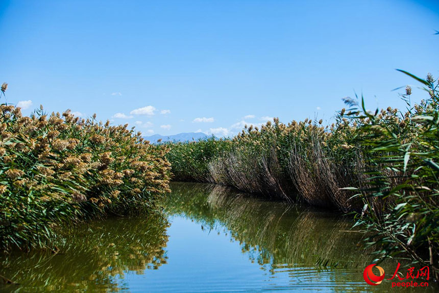 經(jīng)過(guò)治理的烏梁素海風(fēng)景秀美，蘆葦搖曳生姿。人民網(wǎng) 孟佳澍攝