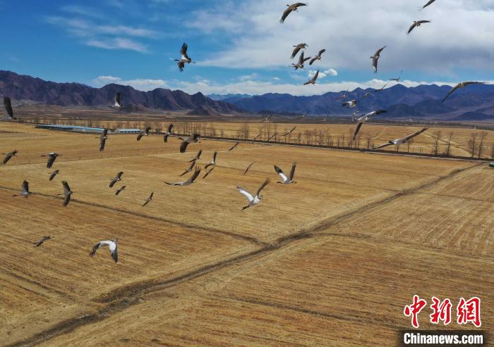 圖為黑頸鶴在拉薩市林周縣境內(nèi)飛翔?！∝暩聛硭?攝