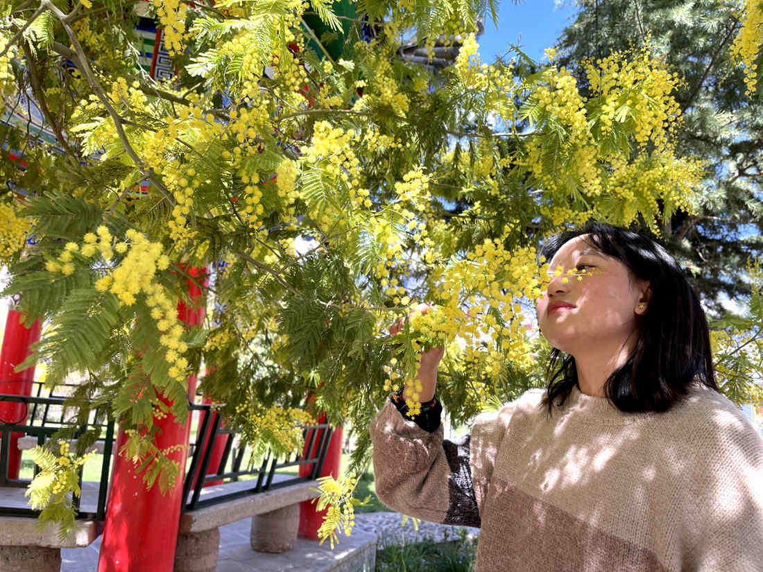 游客仔細(xì)觀賞黃絨絨的金合歡花。