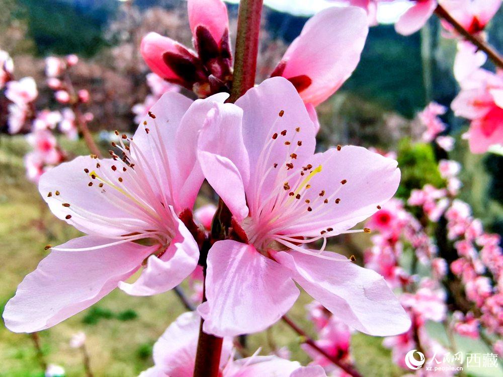 林芝桃花開(kāi)。人民網(wǎng) 李海霞攝