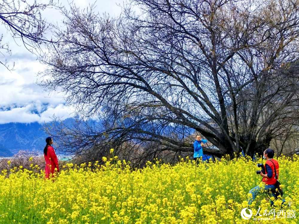 游客在桃花下拍照留念。人民網(wǎng) 李海霞攝