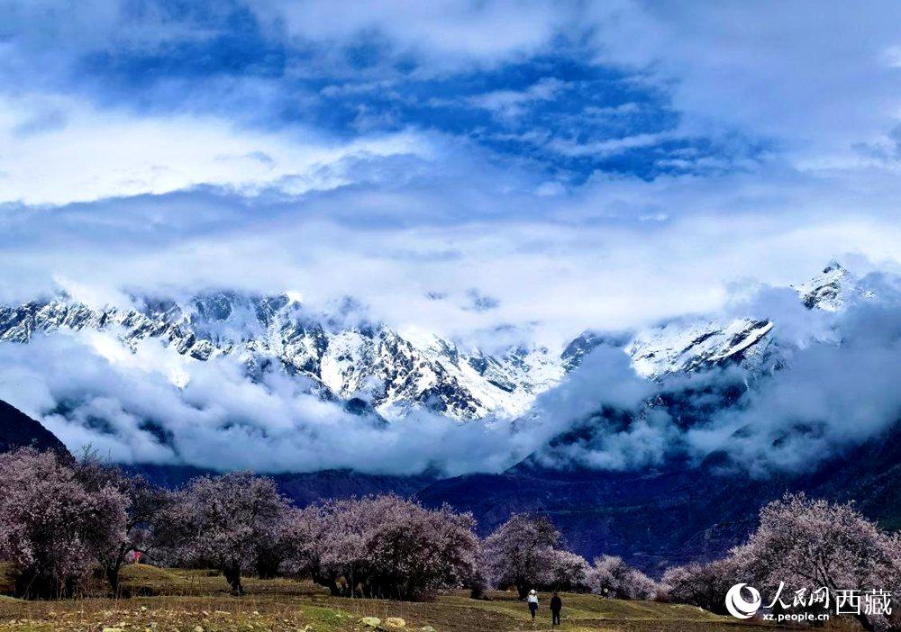 雪山下的桃花。人民網(wǎng) 李海霞攝