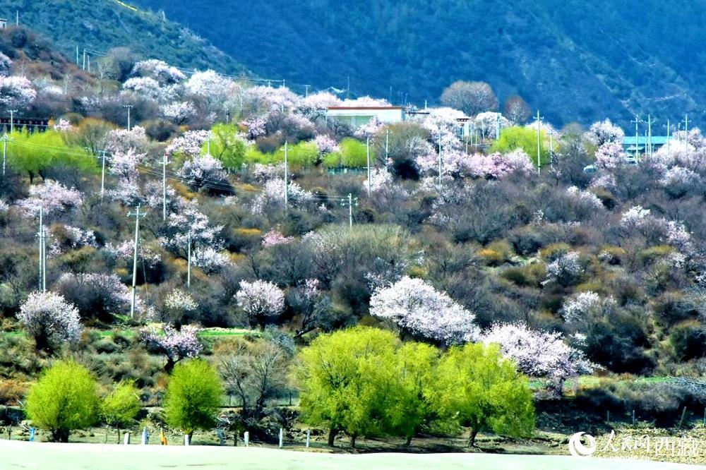 村莊掩映在桃花林中。人民網(wǎng) 李海霞攝