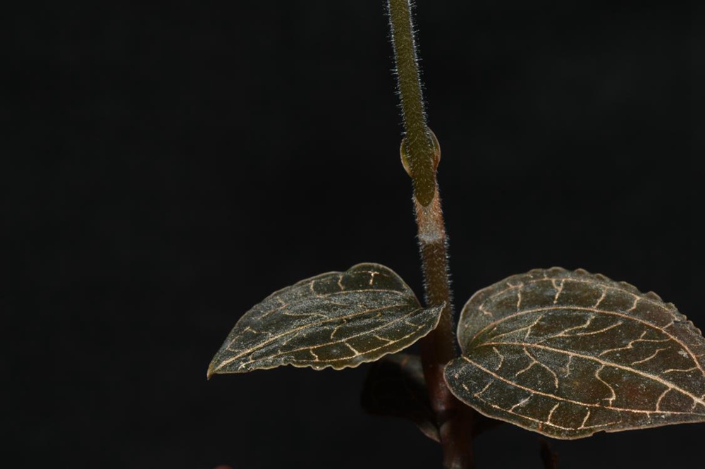 墨脫金線蘭。金效華攝