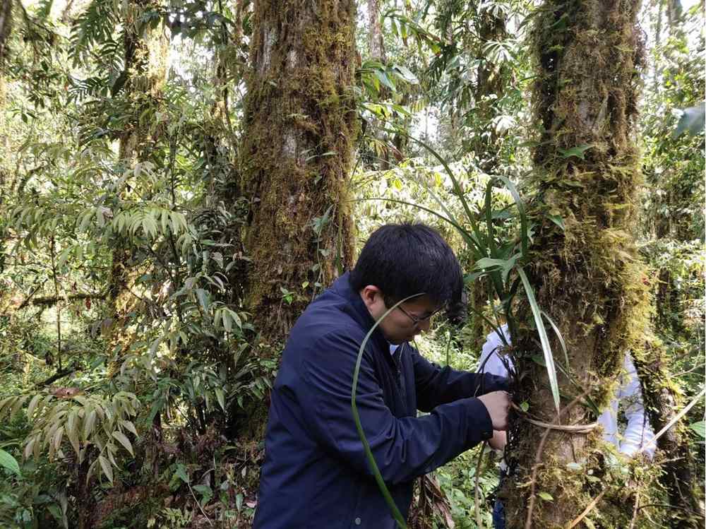 蘭花歸野。圖片由山水自然保護(hù)中心提供