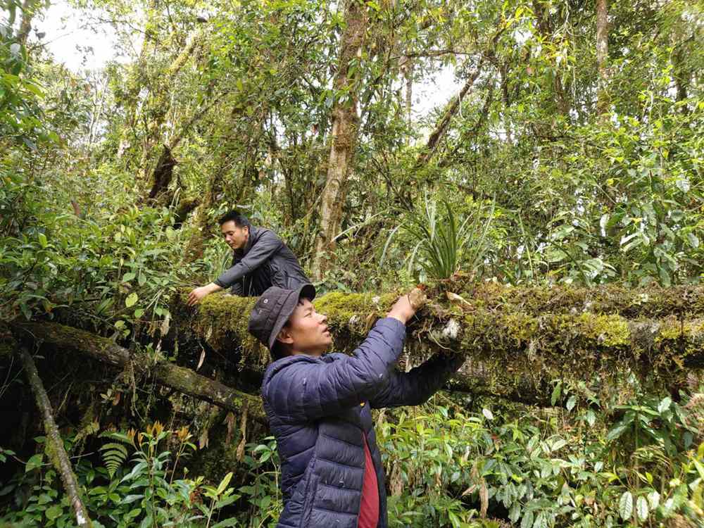 蘭花歸野。圖片由山水自然保護(hù)中心提供
