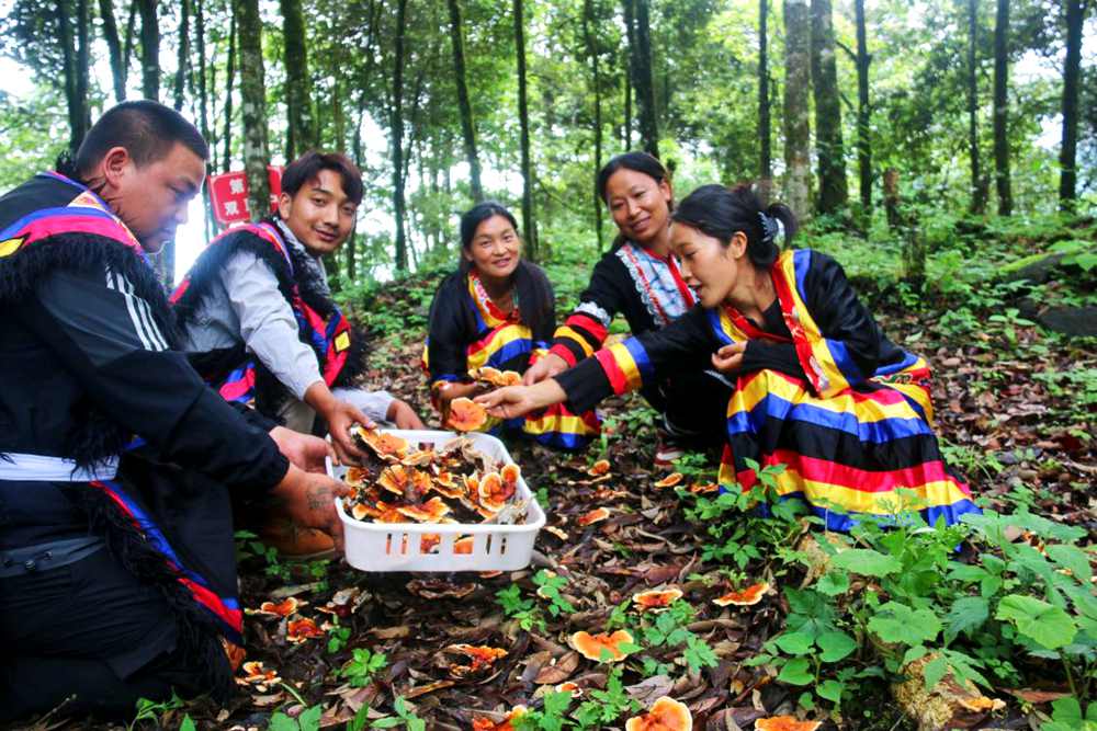 村民采摘林芝。次仁央宗攝