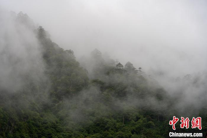 雨后勒布溝的云霧。　江飛波 攝