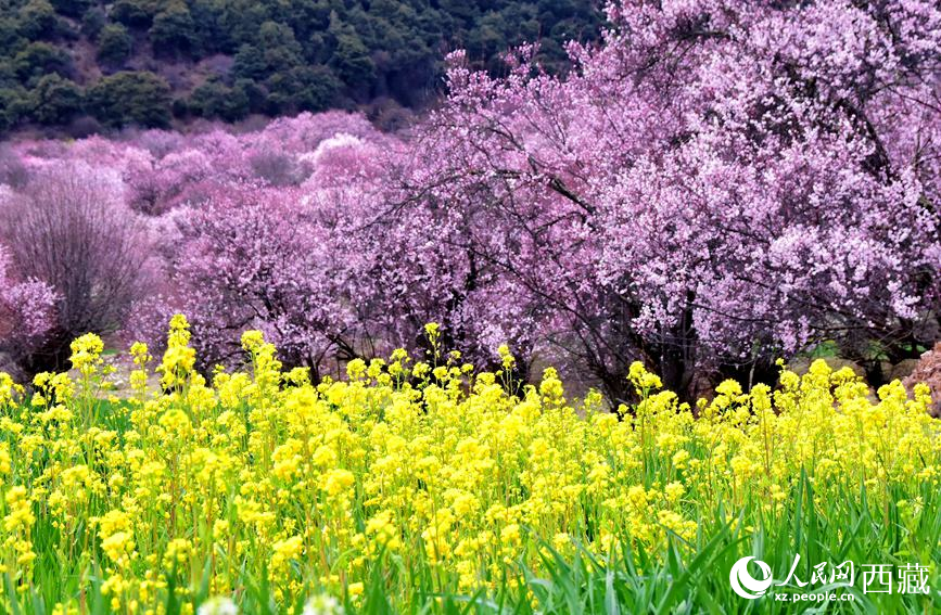 桃花與油菜花勾勒出別樣風(fēng)景。 人民網(wǎng) 李海霞攝