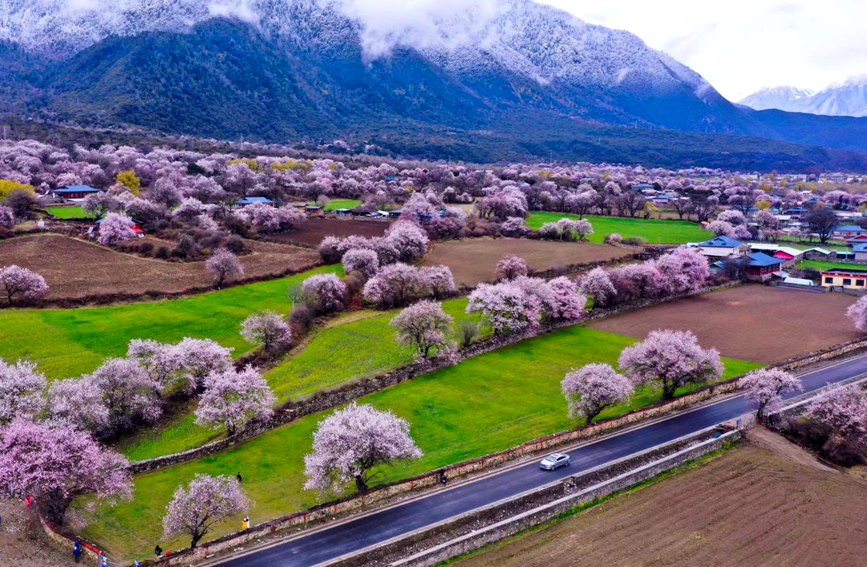 波密縣傾多鎮(zhèn)如納村盛開的桃花。徐馭堯攝
