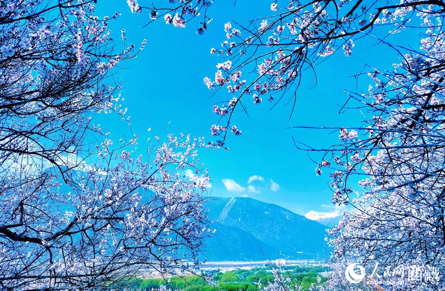 藍(lán)天與桃花相映成趣。 人民網(wǎng) 李海霞攝
