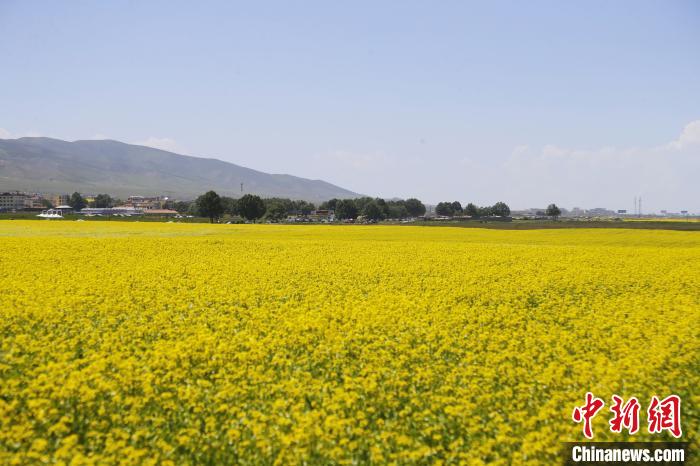 圖為青海湖畔油菜花海?！●R銘言 攝