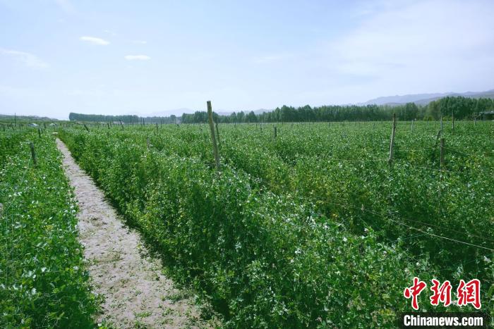 天?？h高原綠色(有機)蔬菜基地種植的食用莢豆?！￡I道華 攝