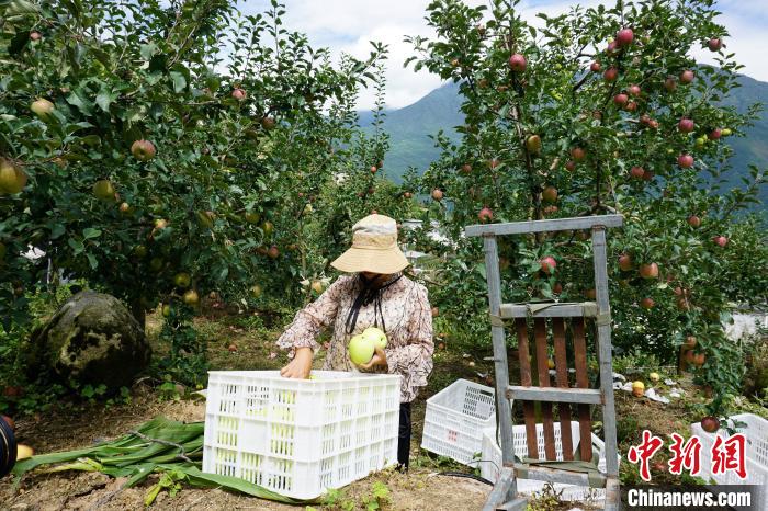 郭洪強(qiáng)的老伴正在給蘋果裝箱?！∽g 攝