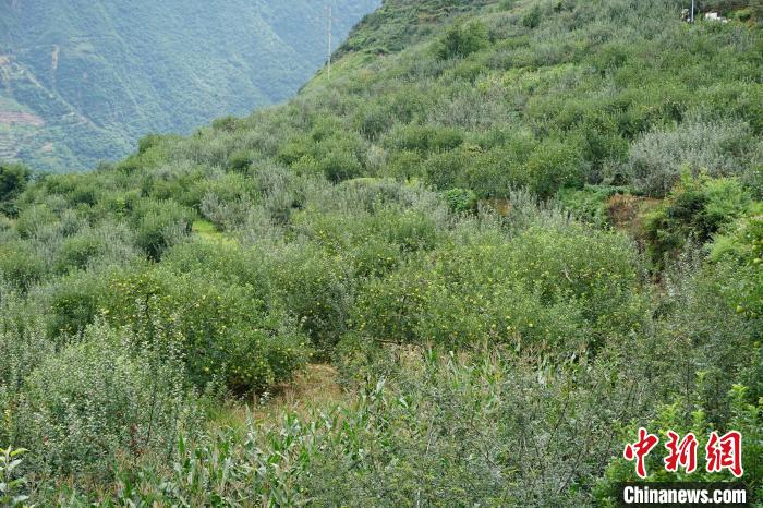 黃草坪村蘋果基地。　祝歡 攝