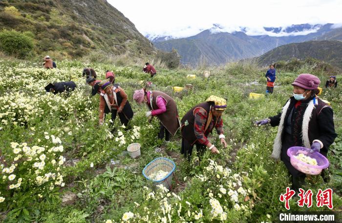 “落戶”黑水的杭白菊。桐鄉(xiāng)市宣傳部提供