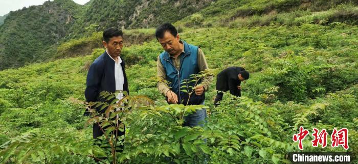 圖為張金利調(diào)研適合阿拉村種植的農(nóng)作物，經(jīng)過不斷改良技術(shù)后，產(chǎn)量大大提高。(資料圖)甘肅省水利廳供圖