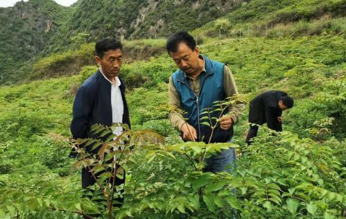 圖為張金利調(diào)研適合阿拉村種植的農(nóng)作物，經(jīng)過不斷改良技術(shù)后，產(chǎn)量大大提高。(資料圖)甘肅省水利廳供圖