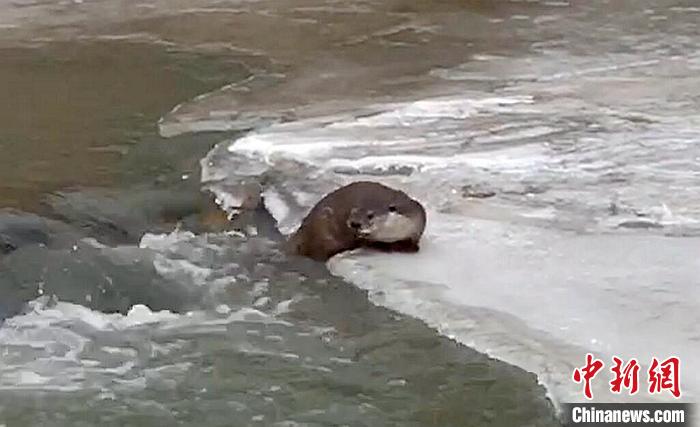 冰面上的國家二級保護動物小爪水獺。視頻截圖