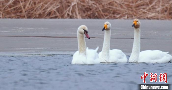 圖為疣鼻天鵝與大天鵝?！∏嗪夜珗@觀鳥協(xié)會供圖 攝