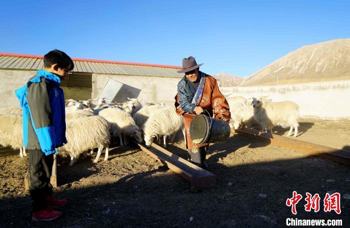 圖為哇保和孫子正在喂羊?！〔彭?xiàng)什姐 攝