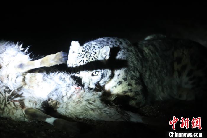 長(zhǎng)江源、瀾滄江源啟動(dòng)旗艦物種雪豹及棲息地保護(hù)項(xiàng)目