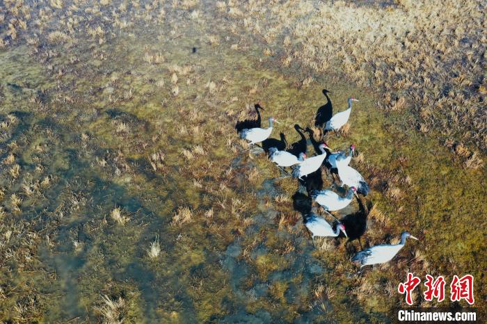 圖為黑頸鶴群在濕地中曬太陽(yáng)?！】姥?攝