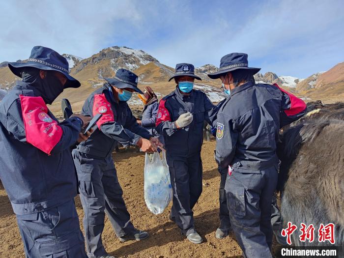 圖為義警隊(duì)員協(xié)助工作人員為牦牛接種疫苗?！∏嗪９逯莠斍呖h公安局下大武派出所供圖