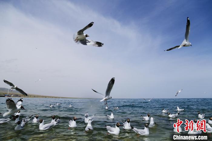 圖為水鳥在青海湖飛翔?！●R銘言 攝