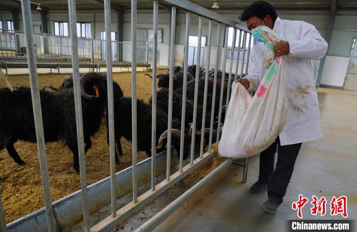 圖為飼養(yǎng)員給黑藏羊喂食。　馬銘言 攝