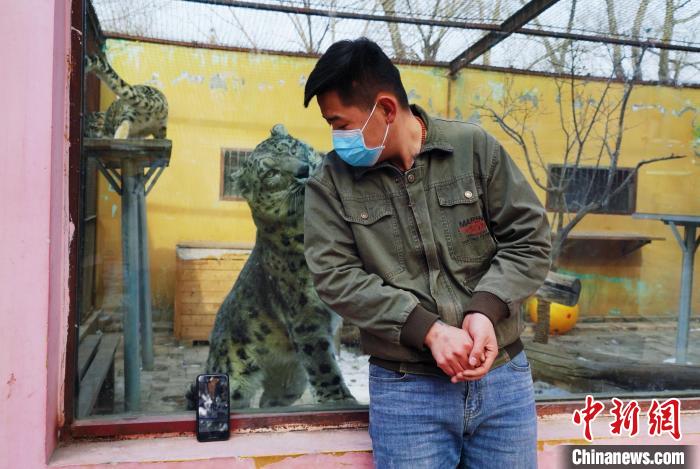 圖為雪豹“奶爸”史壽軍直播休息時(shí)與雪豹互動(dòng)。　馬銘言 攝