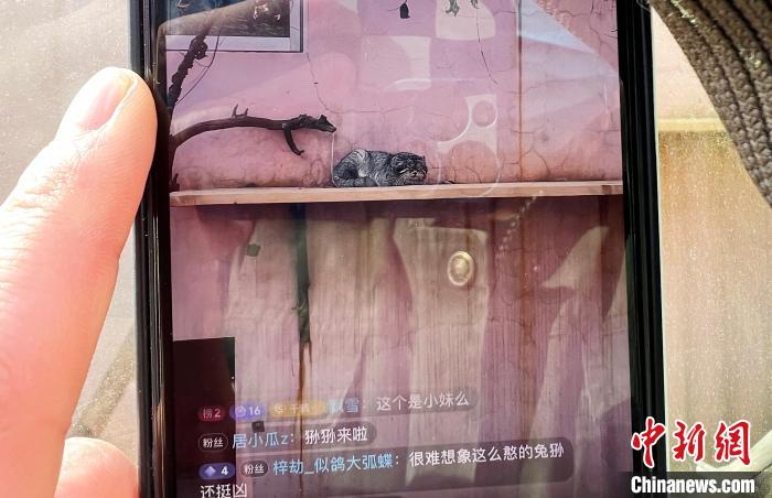圖為雪豹“奶爸”史壽軍正在直播?！●R銘言 攝